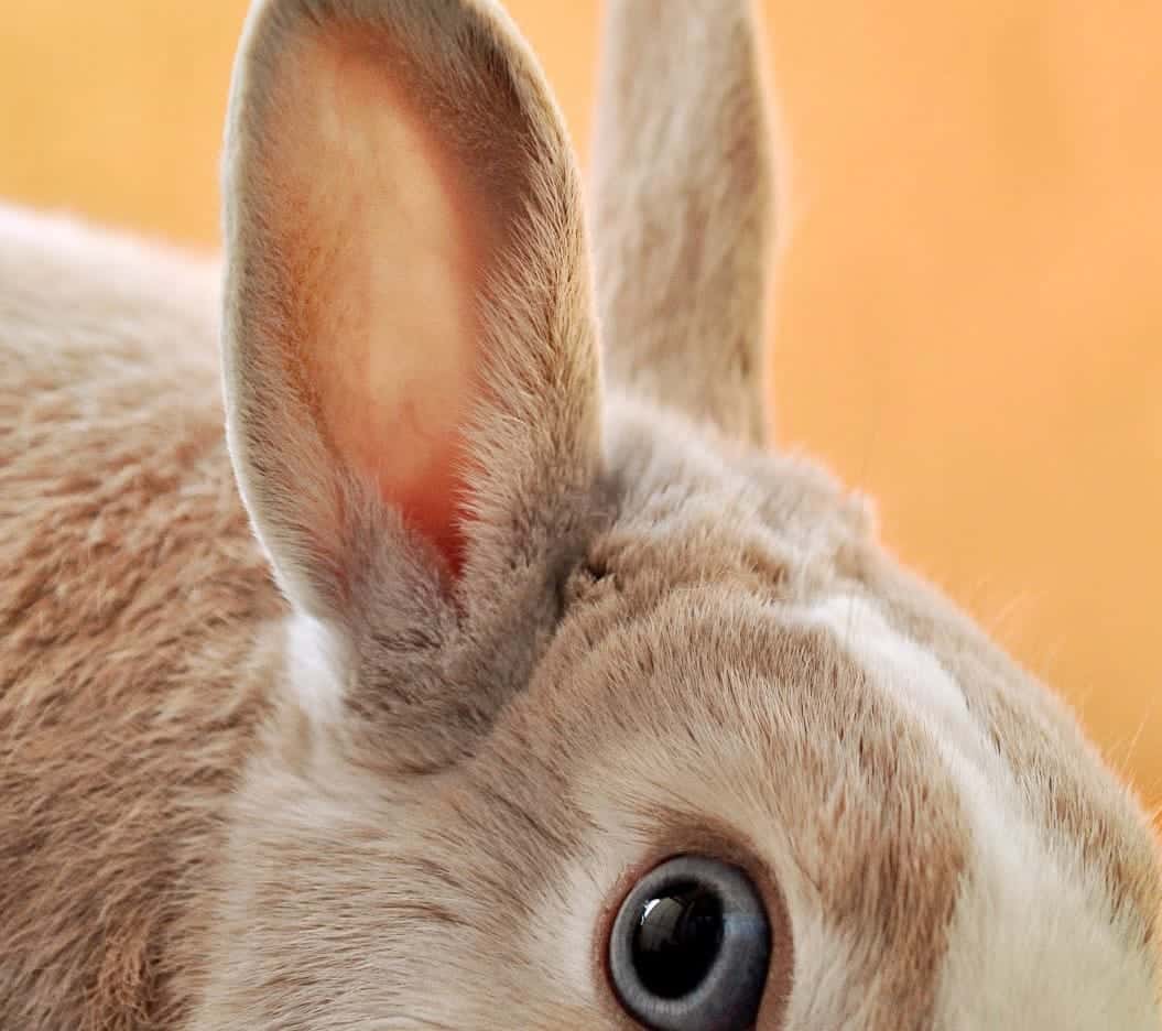 Optimise Your Social Media With Social Listening